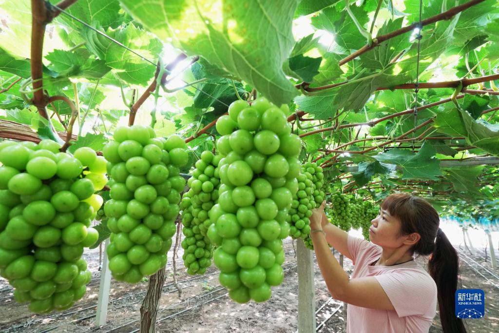 开户送白菜网址
